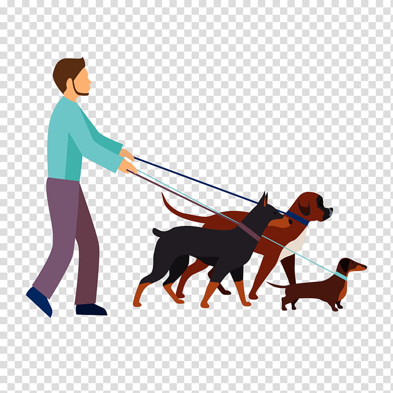 Dog, Puppy, Leash, Obedience Training, Dog Walking, Pet, Human, Obedience Trial transparent background PNG clipart