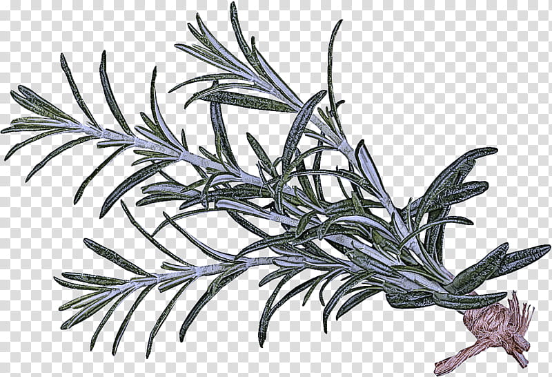 Rosemary, Plant, Red Juniper, Flower, Jack Pine, American Larch, Herb, Colorado Spruce transparent background PNG clipart