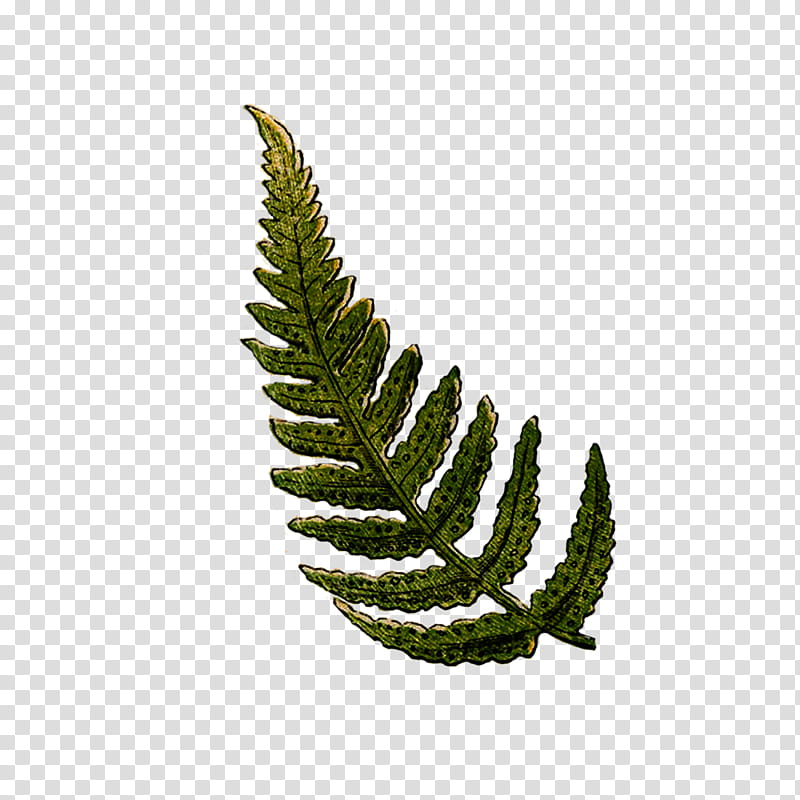 Leaf, Fern, Shrub, Pencil, Color, Plant, Ferns And Horsetails, Tree transparent background PNG clipart