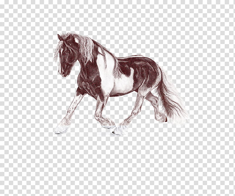 horse mane animal figure stallion shetland pony, Drawing, Mare, Sorrel, Mustang Horse transparent background PNG clipart