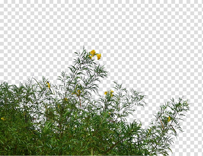 Wild Flowers and Grass  cc, yellow flowers transparent background PNG clipart