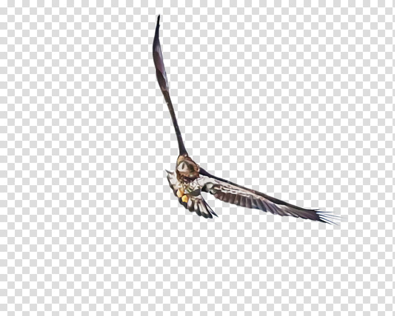 Feather, Bird, Beak, Peregrine Falcon, Falconiformes, Tail, Wing, Eagle transparent background PNG clipart