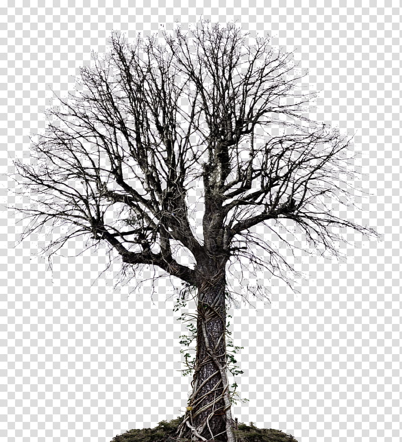 Dead Tree with Vines  copy  transparent background PNG clipart
