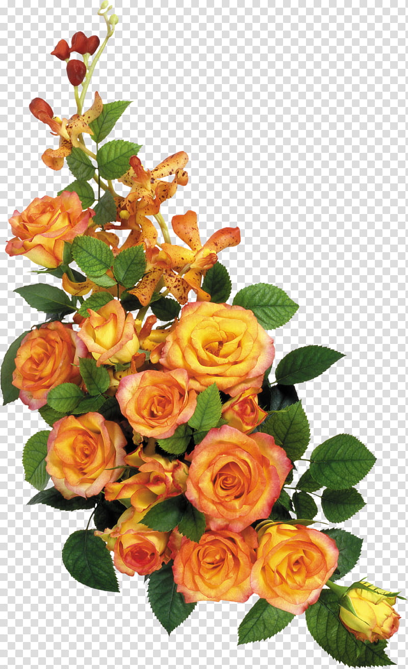 Flores En, yellow and orange rose flowers illustration transparent background PNG clipart