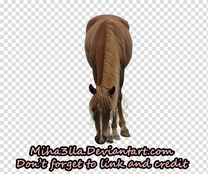 Horse precut , brown horse with text overlay transparent background PNG clipart