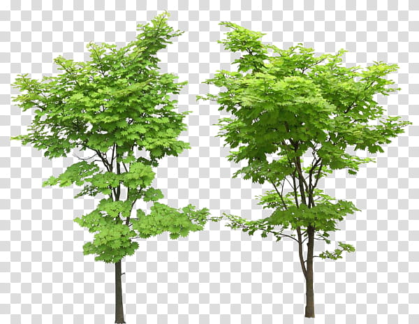 Red Maple Tree, Japanese Maple, Sugar Maple, Shade Tree, Sycamore Maple, Bonsai, Ornamental Plant, Green transparent background PNG clipart