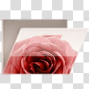 Glossy Garden Folders, red rose illustration transparent background PNG clipart