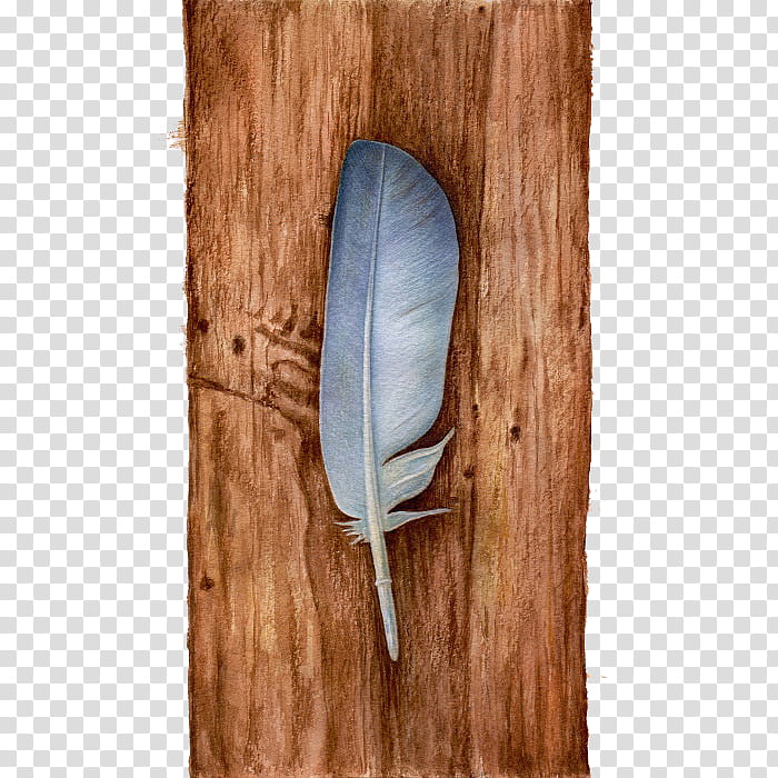 grey feather on wooden plank transparent background PNG clipart