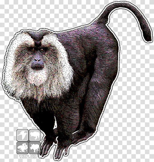 Lion Drawing, Liontailed Macaque, Monkey, Old World Monkeys, Lemurs, Animal, Chimpanzee, Line Art transparent background PNG clipart