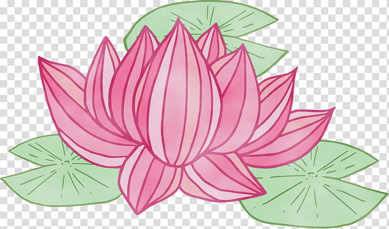 Lotus, Bodhi Lotus, Watercolor, Paint, Wet Ink, Lotus Family, Aquatic Plant, Pink transparent background PNG clipart