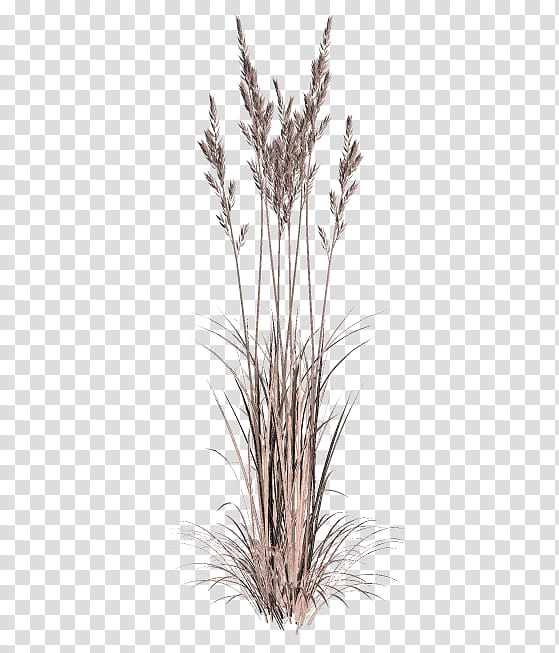 TWD Summer Grass, wheat grains transparent background PNG clipart