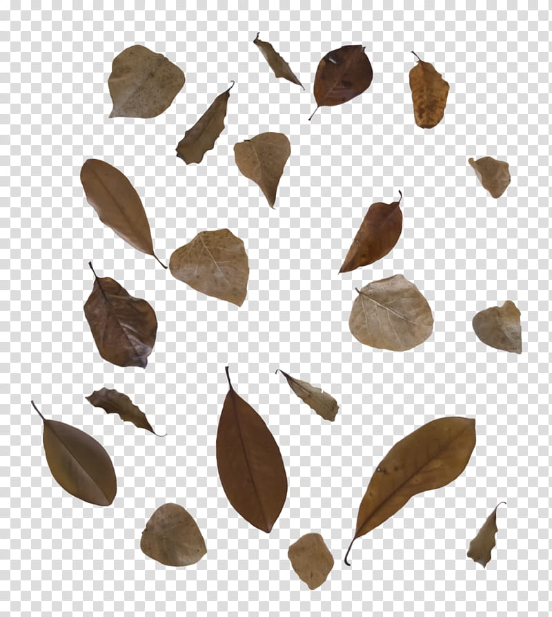 Fall leaves  free to use, brown leaves transparent background PNG clipart
