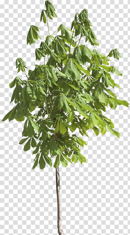 Birch Tree, Branch, Leaf, Shrub, Evergreen, Plant Stem, Plants, Silver Birch transparent background PNG clipart