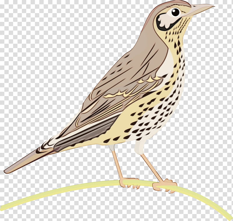 meadowlark bird singing clipart