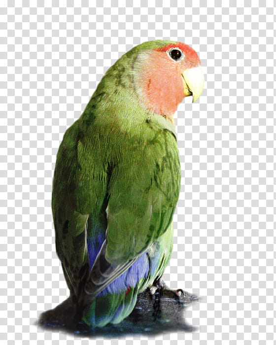 Painting, Rosyfaced Lovebird, Fischers Lovebird, Parakeet, Pet, Beak, Poster, Artist transparent background PNG clipart