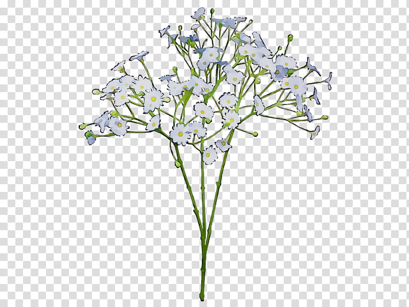 Flowers, Common Babysbreath, Flower Bouquet, Cut Flowers, Green, Blume, Plant Stem, Blue transparent background PNG clipart