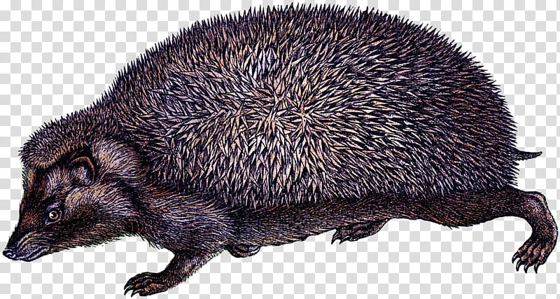 Domesticated Hedgehog New World Porcupine, Peccary, Wild Boar, Drawing, Echidna, European Hedgehog, Animal, Fur transparent background PNG clipart