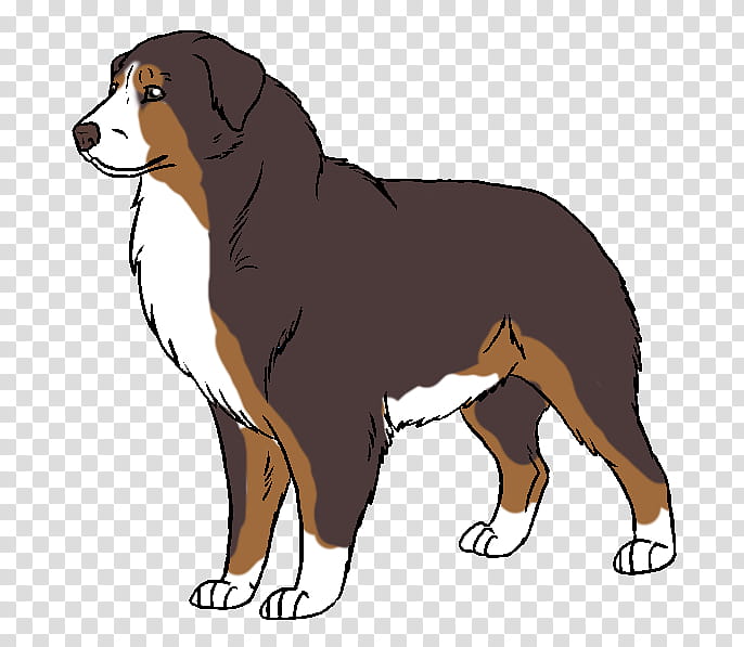 beagle bernese mountain dog