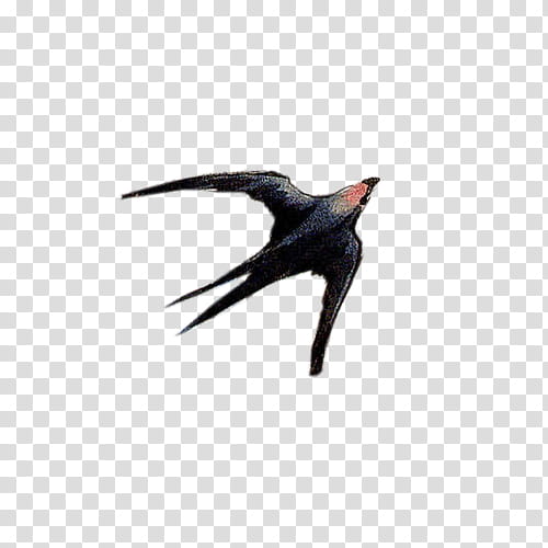 Sparrow xp, black flying bird transparent background PNG clipart
