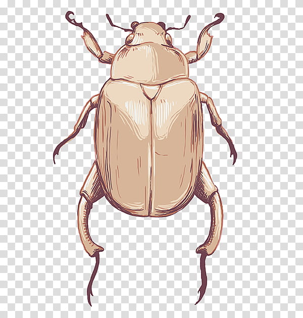 Animal, Weevil, Insect, Pest, Membrane, Scarab, Beetle, Scarabs transparent background PNG clipart