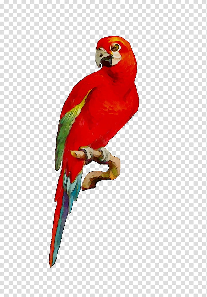 Bird Parrot, Macaw, Parakeet, Loriini, Animal, Gift, Beak, Lorikeet transparent background PNG clipart