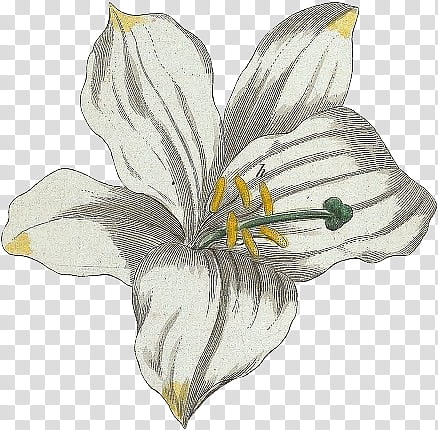 Flower s, white and yellow lily flower in bloom illustration transparent background PNG clipart