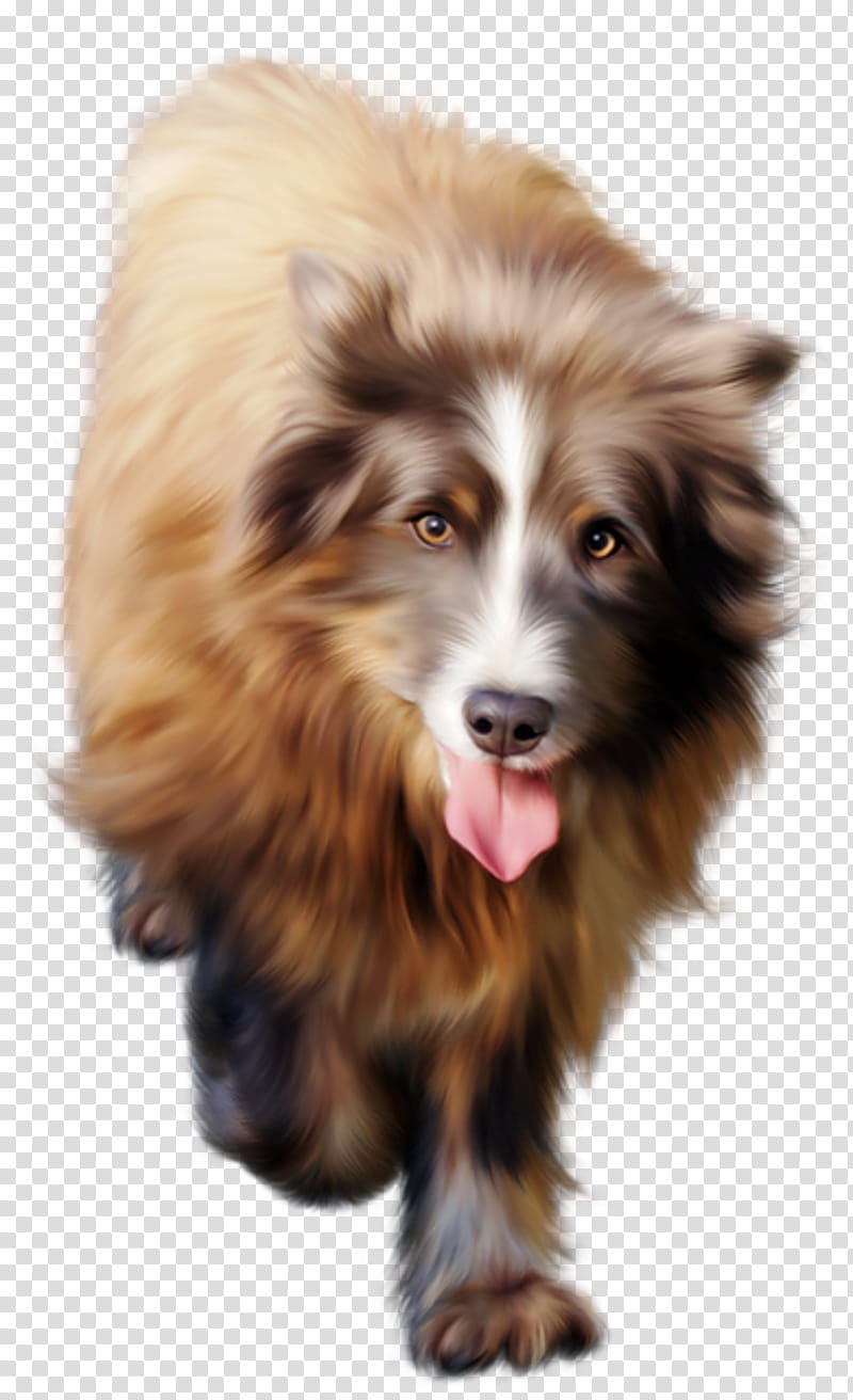 Dog And Cat, Puppy, Shetland Sheepdog, Animal, Companion Dog, Breed, Snout, Fur transparent background PNG clipart
