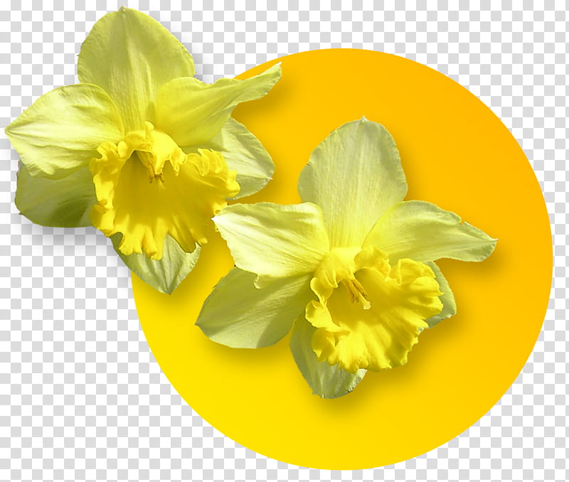 Drawing Of Family, Daffodil, Narcissus, Yellow Sea, Food, Library, Festival, Flower transparent background PNG clipart