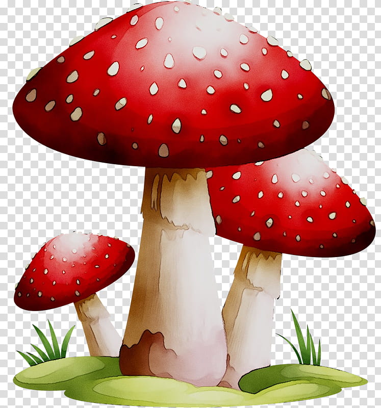 Mushroom, Edible Mushroom, Common Mushroom, Fungus, Fly Agaric, Mushroom Poisoning, Watercolor Painting, Agaricus transparent background PNG clipart