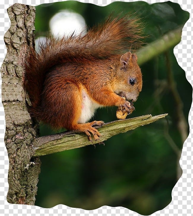 Cartoon Nature, Squirrel, Unsplash, , , Hotel, grapher, Food transparent background PNG clipart