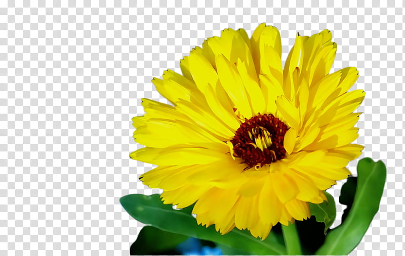 Perry The Platypus, Marigold, Blossom, Bloom, Flower, Flora, Pot Marigold, Irvingia Gabonensis transparent background PNG clipart