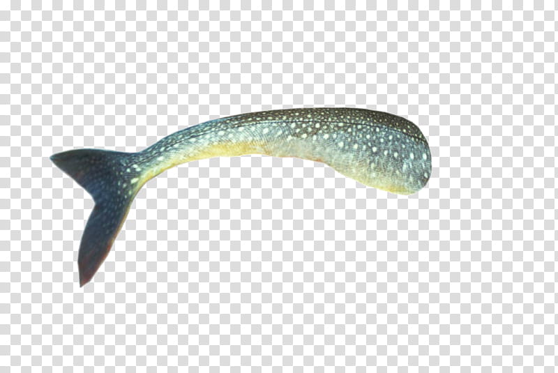 colas de sirenas, gray fish tail transparent background PNG clipart