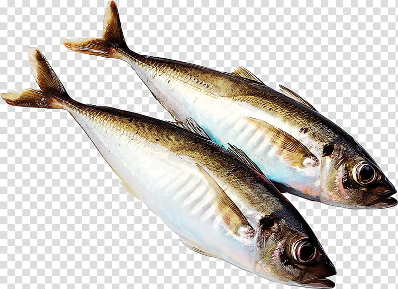 fish fish fish products herring oily fish, Forage Fish, Sardine, Seafood, Herring Family, Rayfinned Fish, Bonyfish, Capelin transparent background PNG clipart