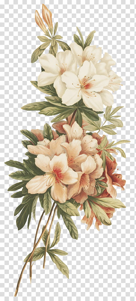 flores vintage, white and pink flowers transparent background PNG clipart