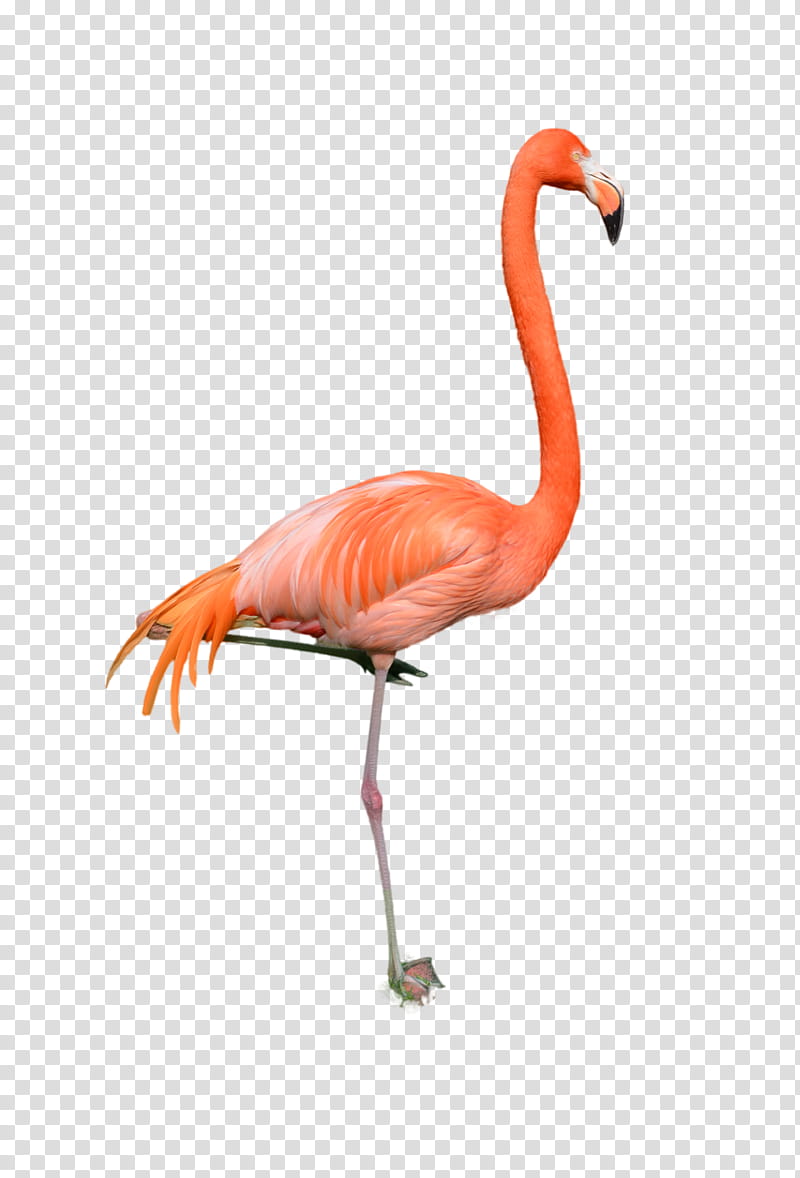 Flamingo Profile , pink flamingo transparent background PNG clipart