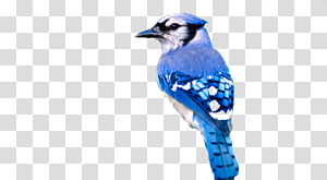 Blue Jay - Realistic Blue Jay Drawings Transparent PNG - 1017x786 - Free  Download on NicePNG