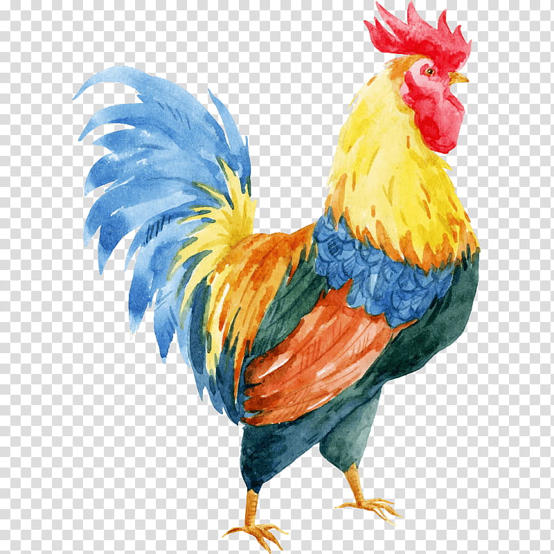 Cartoon Bird, Chicken, Rooster, Drawing, Beak, Feather, Poultry, Fowl transparent background PNG clipart
