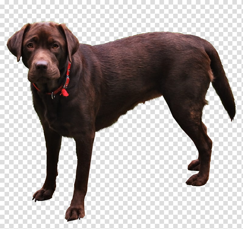 Dog, adult chocolate Labrador retriever in collar transparent background PNG clipart