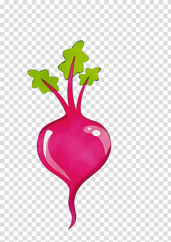 radish beetroot beet turnip vegetable, Watercolor, Paint, Wet Ink, Plant, Plant Stem, Root Vegetable, Magenta transparent background PNG clipart