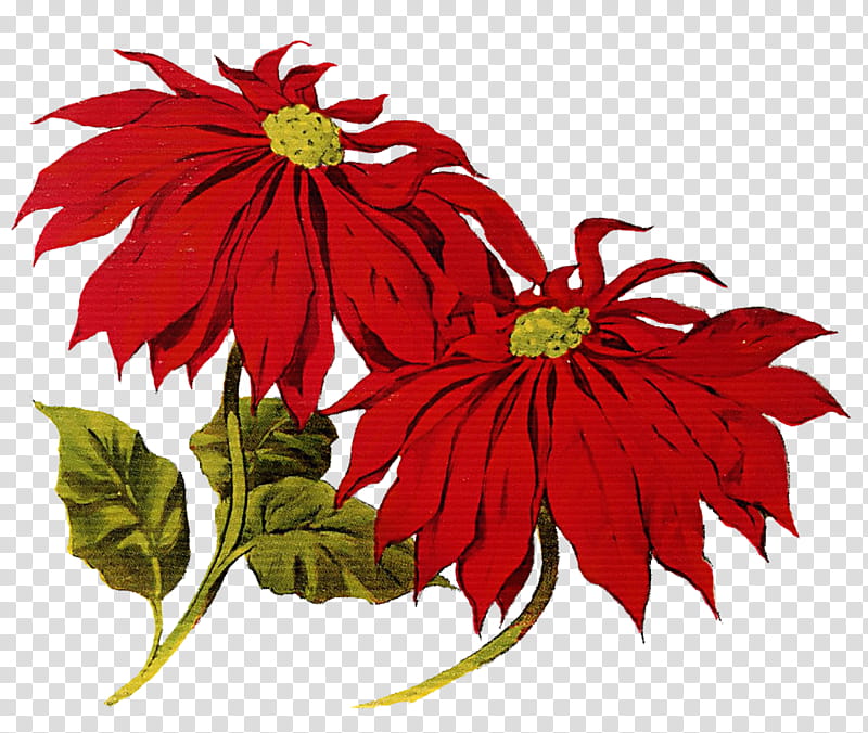 Christmas Resource , red cluster flowers illustration transparent background PNG clipart