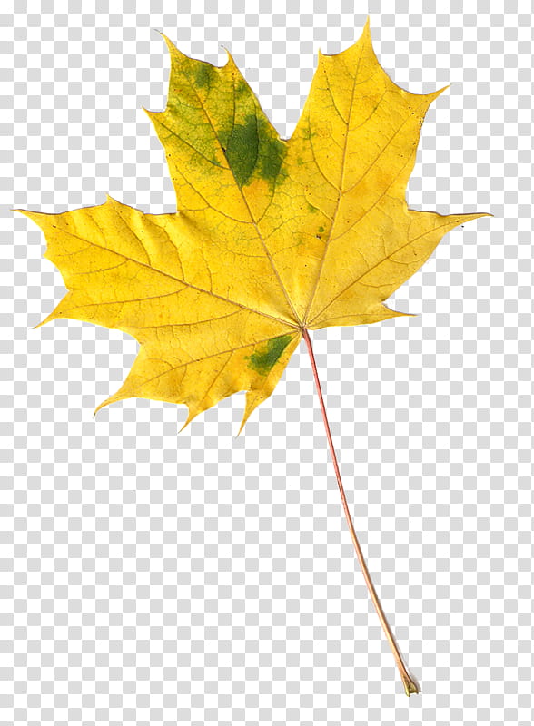 Autumn Leaves, Maple Leaf, Autumn Leaf Color, Branch, Tree, Plant, Plane Tree Family, Maple Tree transparent background PNG clipart
