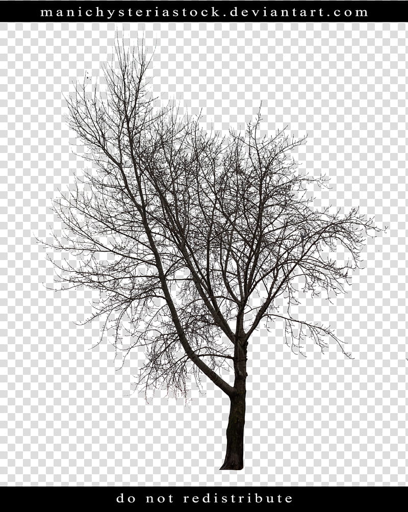 Bare Tree Cut Out , bare tree transparent background PNG clipart