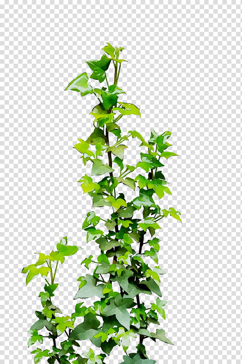Family Tree Design, Common Ivy, Vine, Drawing, Digital Art, Plant, Flower, Leaf transparent background PNG clipart