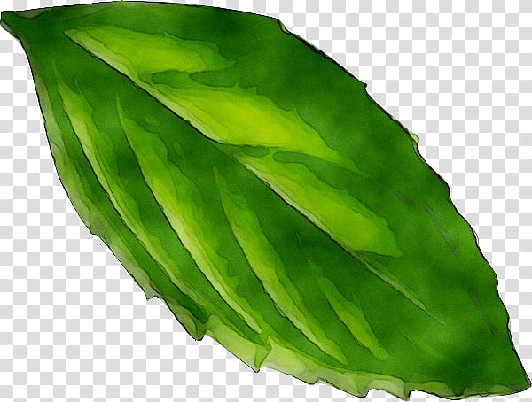 Banana Leaf, Peppermint, Drawing, Mint Leaf, Spearmint, Herb, Green, Plant transparent background PNG clipart