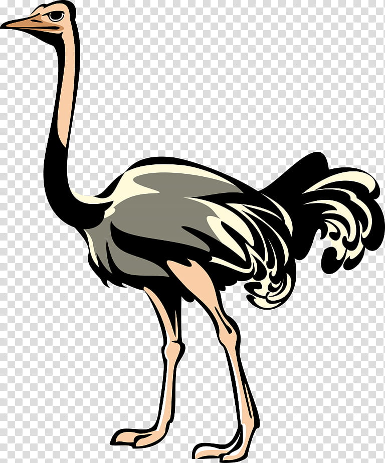 Bird, Emu, Flightless Bird, Ostriches, Ratite, Southern Ostrich, Egg, Drawing transparent background PNG clipart