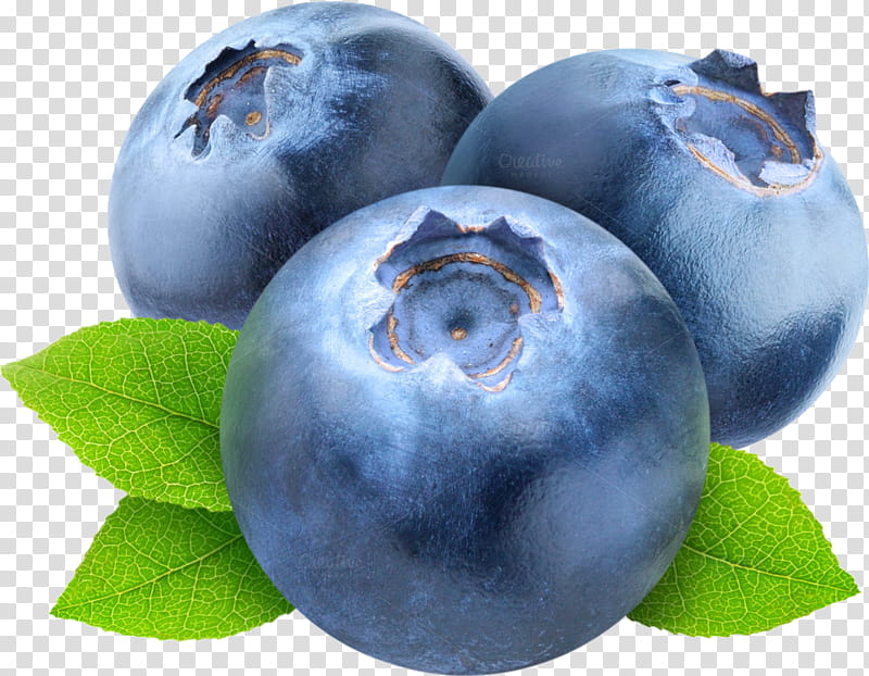 Tea Tree, American Muffins, Blueberry Tea, Blueberry Pie, European Blueberry, Bilberry, Berries, Highbush Blueberry transparent background PNG clipart