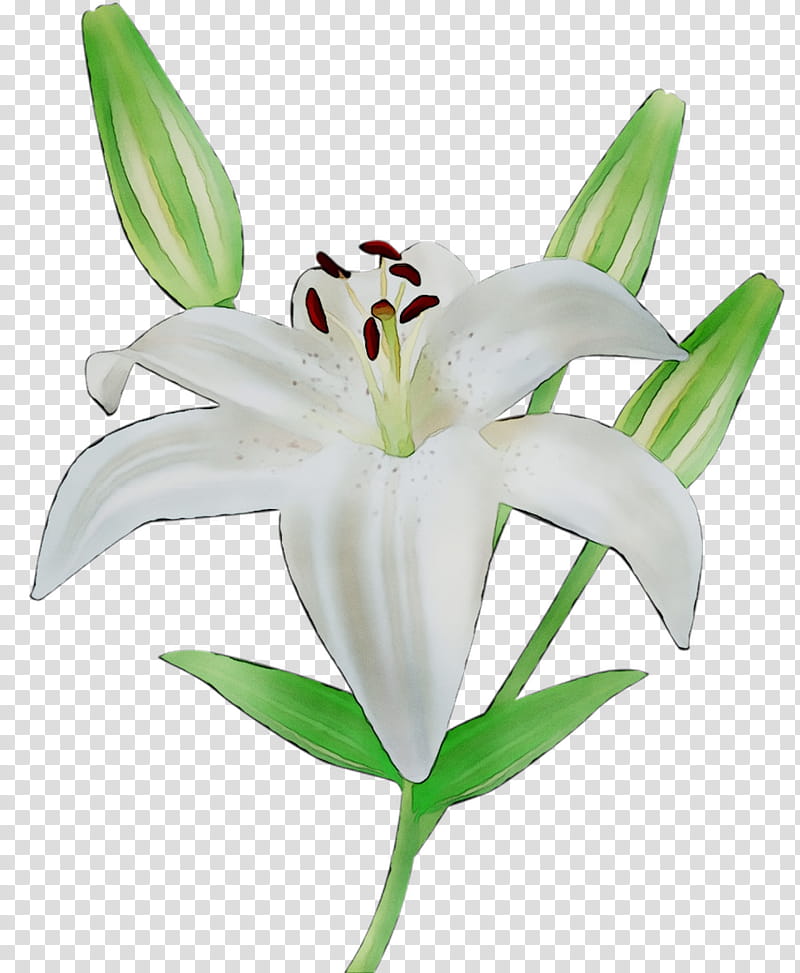 White Lily Flower, Thought, Pharmaceutical Industry, Plant Stem, Cut Flowers, Plants, Petal, Stargazer Lily transparent background PNG clipart