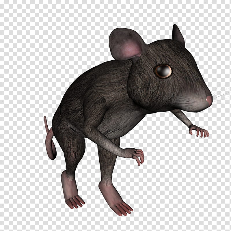 House Mouse v, black mouse transparent background PNG clipart