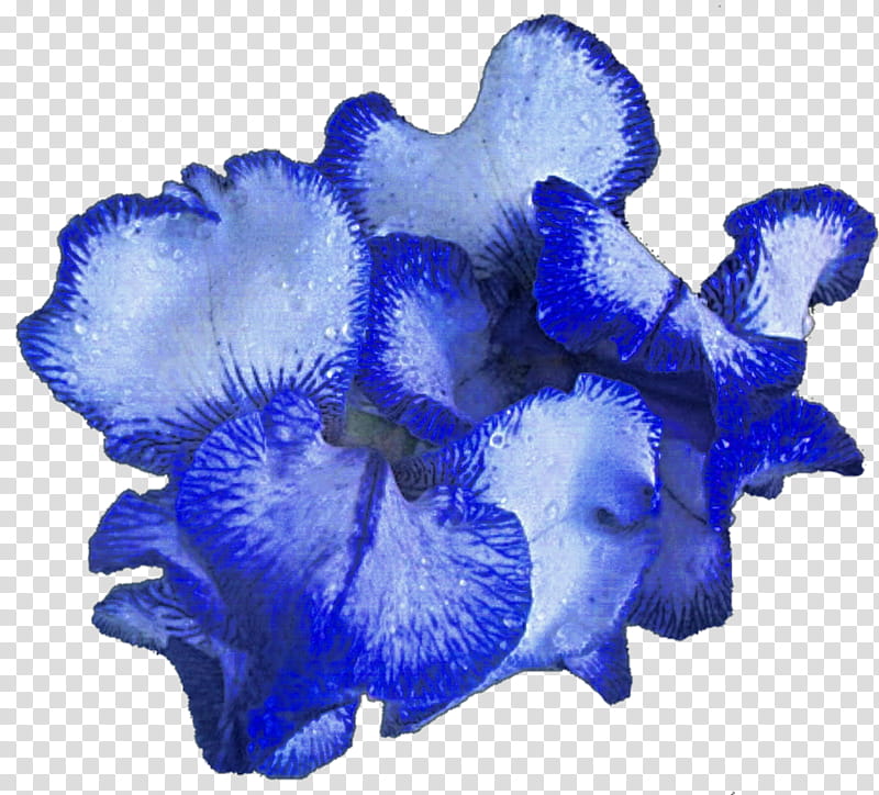 Waves of Blue Iris transparent background PNG clipart