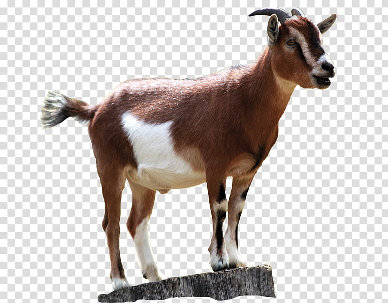 Cartoon Sheep, Boer Goat, Black Bengal Goat, Rove Goat, Goat Farming ...